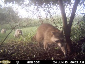 A game camera captures raccoons in southwest Missouri. | Arkansas Cooperative Fish and Wildlife Research Unit/Jacob McClain