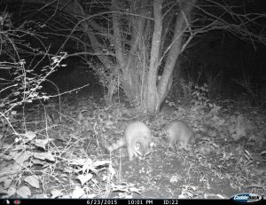 A game camera captured this image of raccoons digging for food in southwest Missouri. | Arkansas Cooperative Fish and Wildlife Research Unit/Jacob McClain