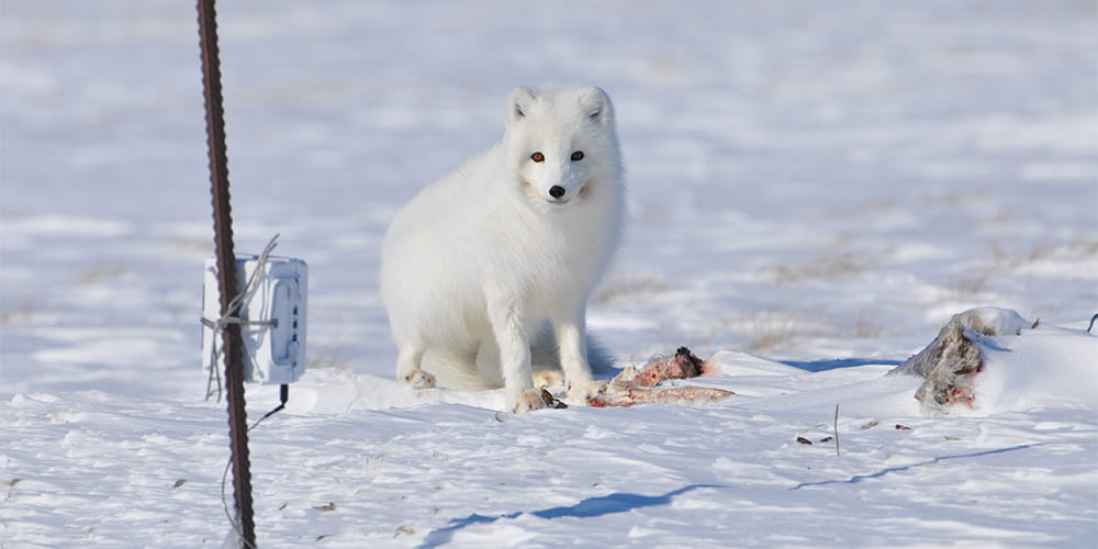 arctic fox scavenging on reindeer carcass