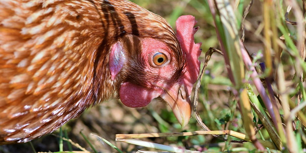close-up of chicken